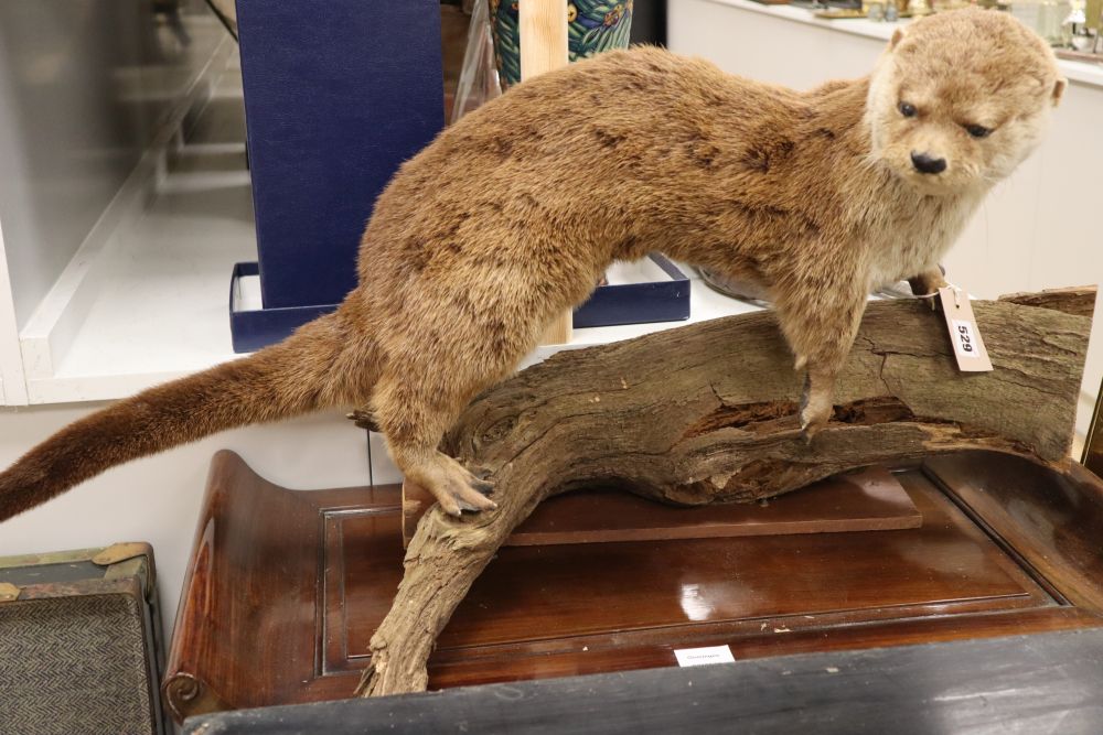 A taxidermic model of an otter on a branch, length 82cm